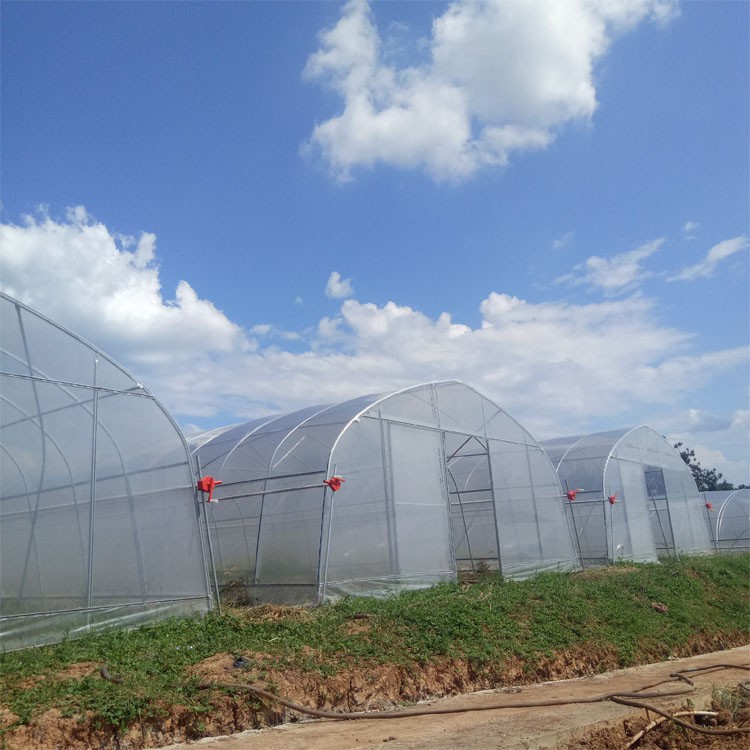 Single-span Plastic Film Greenhouse Single-span Plastic Film Greenhouse